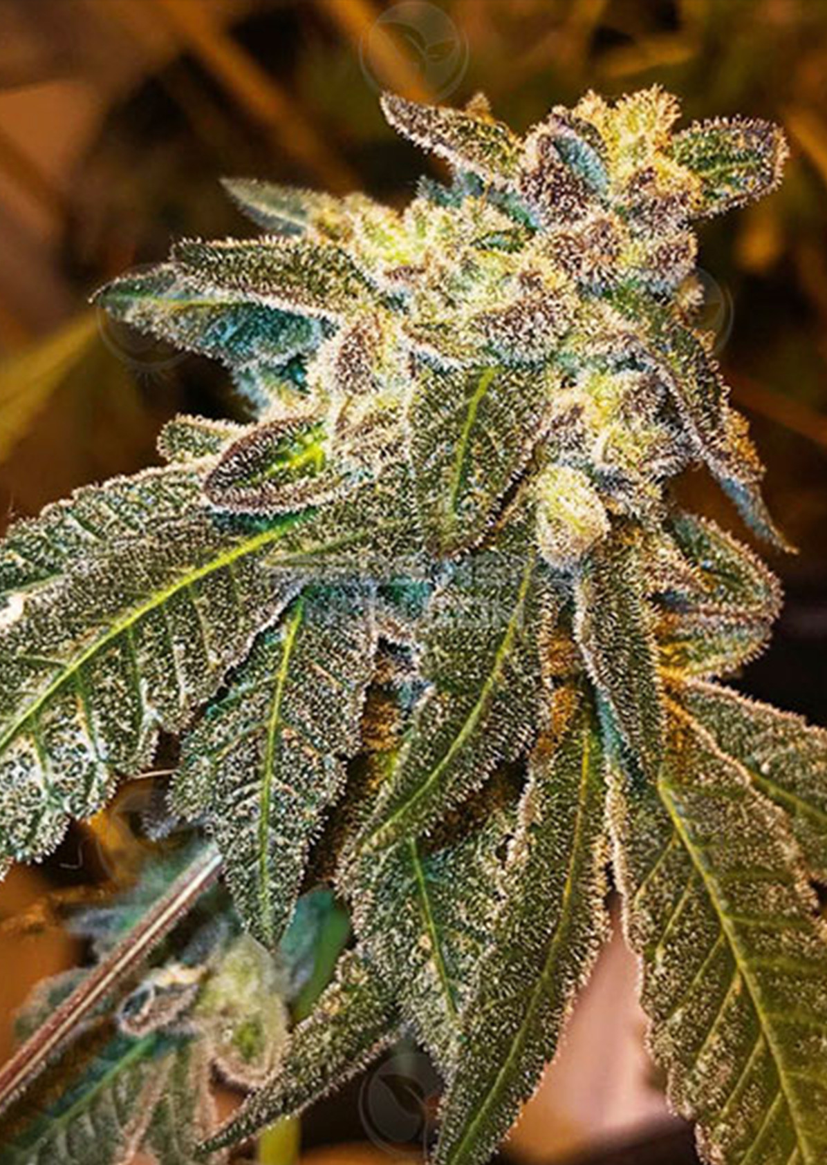 Cereal a la Mode Strain Burning Bush Nurseries